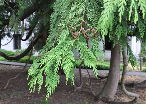 Thuja plicata | California Flora Nursery