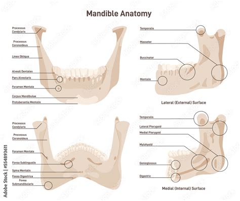 Mandible: Anatomy, Structure, Function, And Problems, 47% OFF