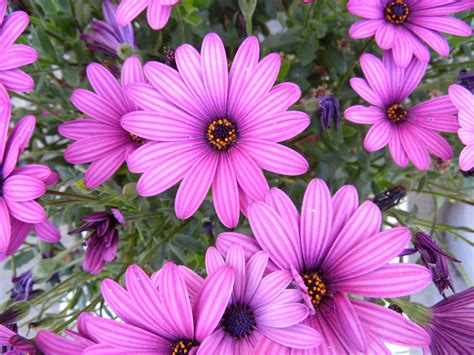 Pink And Purple Flowers Free Stock Photo - Public Domain Pictures