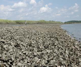 SCDNR - Oyster Reefs