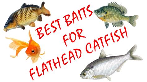 Best Bait for Flathead Catfish - YouTube