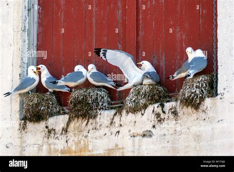 Seagull nest hi-res stock photography and images - Alamy