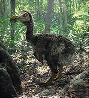 Dodo - Nonciclopedia