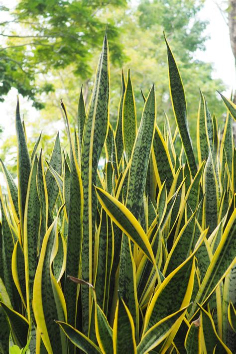 How To Grow Snake Plant - The Easy Care House Plant With Great Looks!