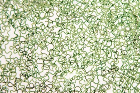 Spirulina cyanobacteria, light micrograph - Stock Image - C003/1075 ...