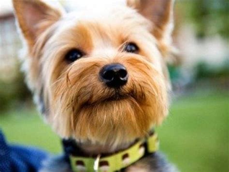 The Canine Roommate: Top 10 Best Dog Breeds For Apartment Living ...