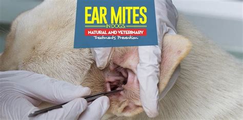 Ear Mites in Dogs: Symptoms, Natural Treatments and Prevention