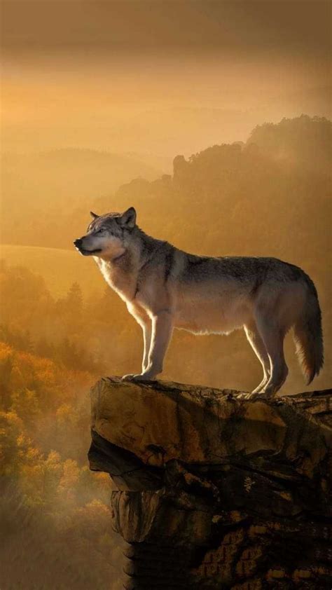 a lone wolf standing on top of a cliff