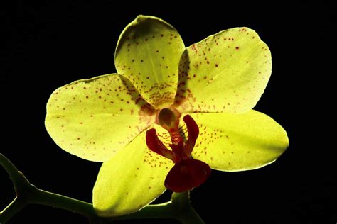 Yellow Orchid Meaning and Symbolism (Joy & Friendship)