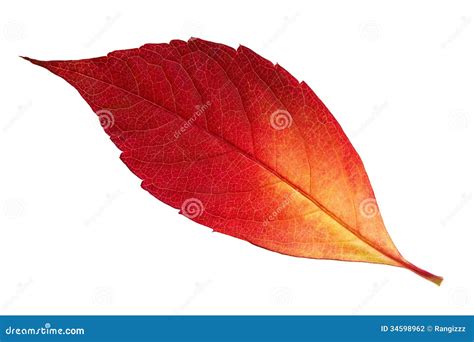 Red autumn leaf stock photo. Image of bright, forest - 34598962