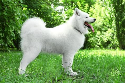 Premium Photo | Fluffy samoyed dog in green park