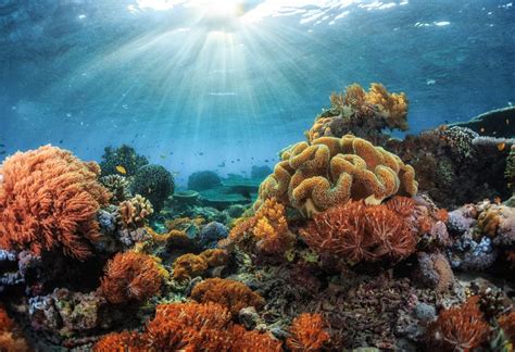 Marine Habitats, Part III: Life in a Coral Reef Community | Scuba Diving News, Gear, Education ...