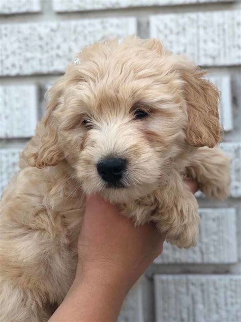 Teacup Goldendoodle & Mini Goldendoodle Puppies for sale - Teacup Golden doodle -MIni ...