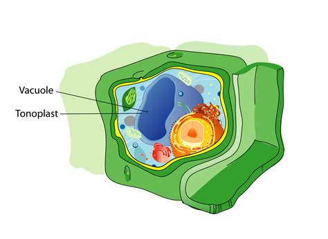 Do Animal Cells Need Vacuoles : What Is An Animal Cell? Facts, Pictures ...