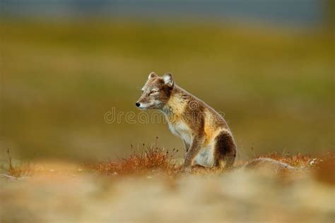 Swift Fox Sleeps In Winter Habitat. Stock Photo - Image of small ...