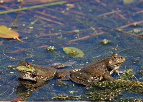 Frogs In The Pond Free Stock Photo - Public Domain Pictures