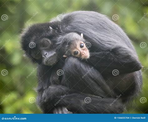 A Mother Spider Monkey Embraces Her Baby Stock Photo - Image of hugging ...