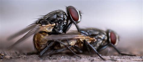 How Come You Never See a Baby Housefly? | Office for Science and ...