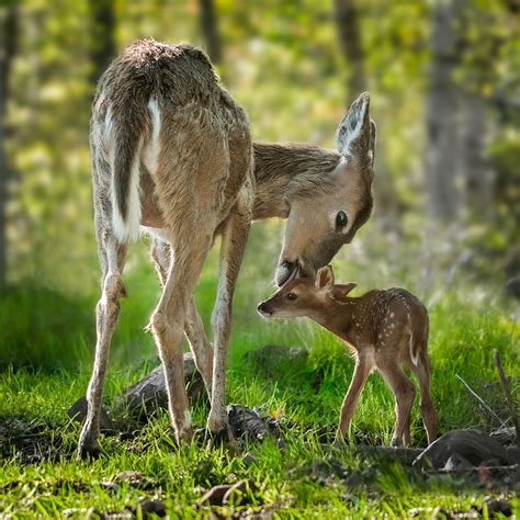 NATIONAL WILDLIFE DAY - September 4, 2025 - National Today