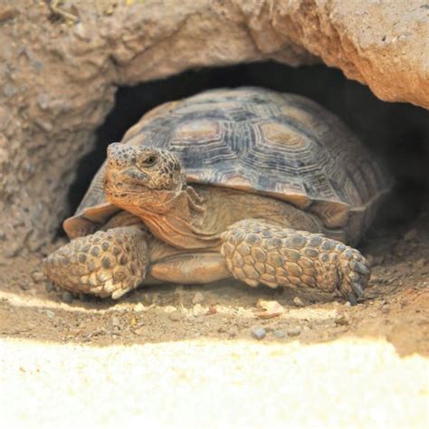 How to build a desert tortoise habitat – Artofit