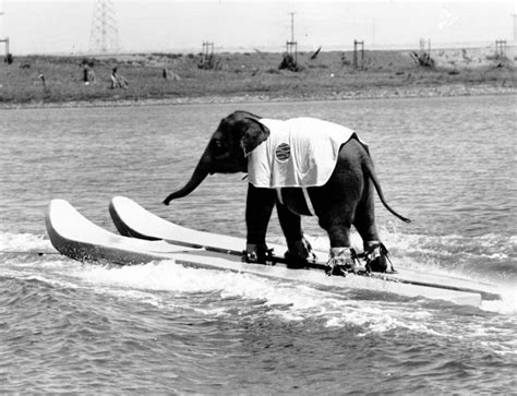 Queenie: The World’s Only Water Skiing Elephant | Vintage News Daily