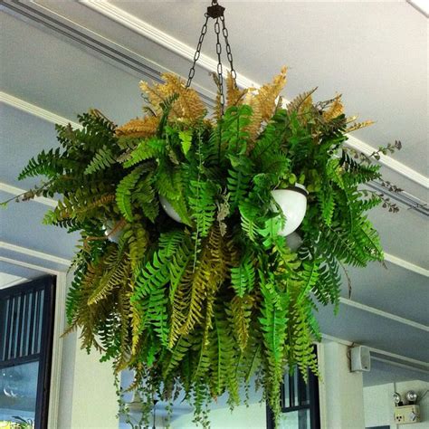 Ferns in multi hanging baskets