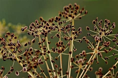 Growing Dill Hydroponically from Seeds - A Full Guide | Gardening Tips