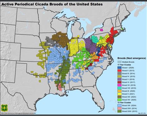 Cicadas Are Waking Up In Eastern Illinois But Many More Arrive In 2024 - IPM Newsroom