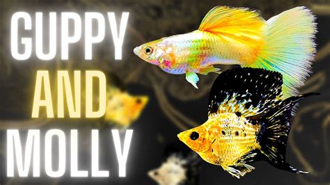 Guppy Fish Care – Can Guppy Fish and Molly Fish Live Together ? – HousePetsCare.com