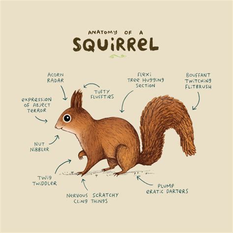 Anatomy of a Squirrel - Anatomy - T-Shirt | TeePublic