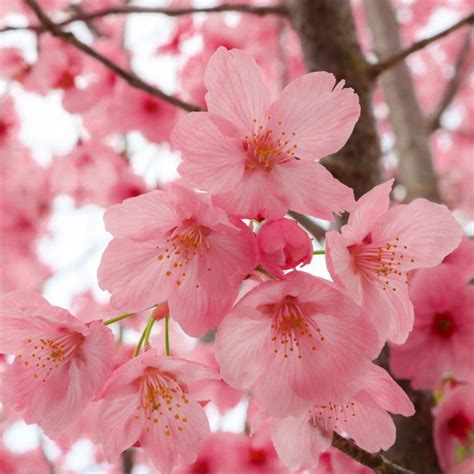 Japan's Cherry Blossoms! | Curious Times