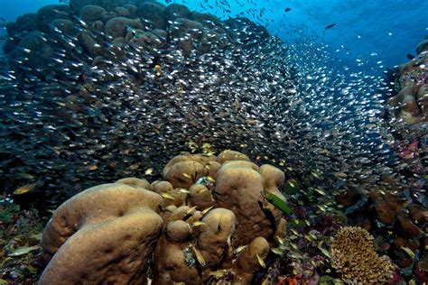 Pearl of the Banda Sea - Underwater360