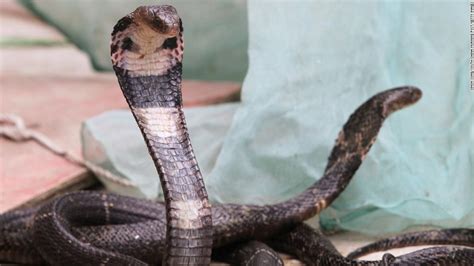 chinese cobra snake virus source - Signs Of The Last Days