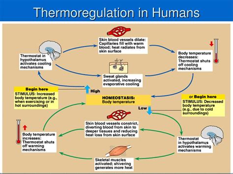 Homeostasis Thermoregulation