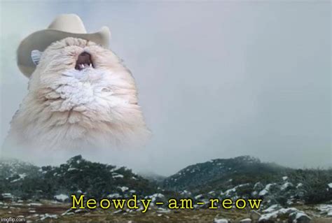 Cat cowboy hat - Imgflip