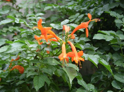 Honeysuckle Plant Care Guide and Varieties | Auntie Dogma's Garden Spot