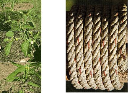 What Is Jute Used For, And Where Is It Grown? - WorldAtlas.com