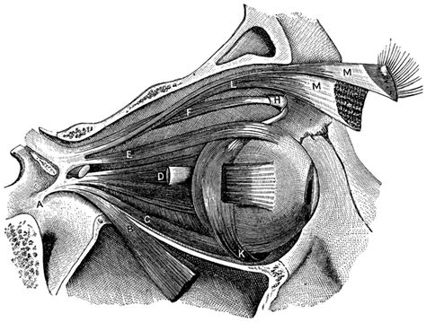 Muscles of the eyeball | ClipArt ETC