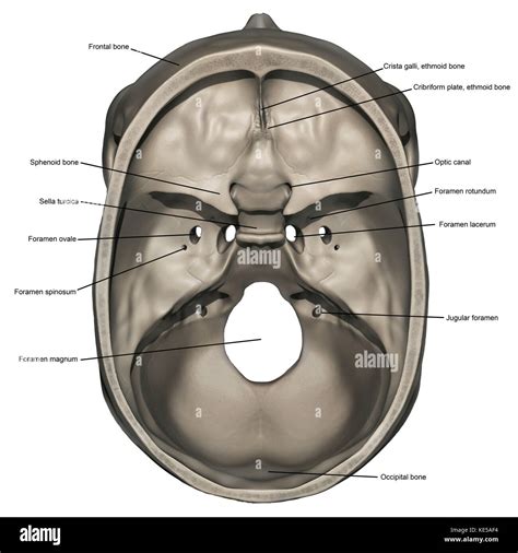 Jugular foramen hi-res stock photography and images - Alamy