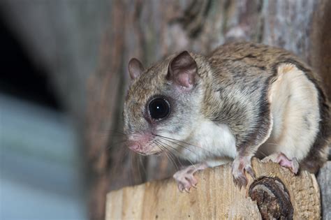 Flying Squirrels Removal - Squirrels in Attic