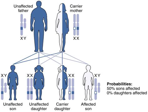 Androgen function, production, causes of excess androgen or low androgen