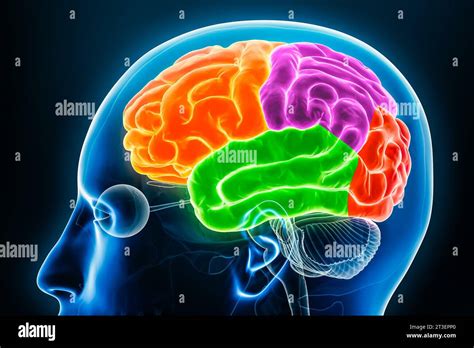 Human brain anatomy hi-res stock photography and images - Alamy