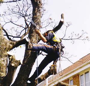 Tree Surgeon Equipment - Tree Surgeon