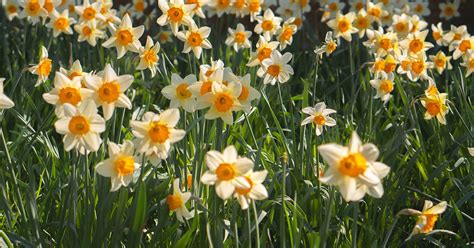 What Do Daffodils Symbolize? - The Garden Magazine