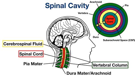 Spinal Cavity Diagram