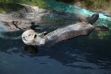 10+ Sea Otter California Swamp Otter Stock Photos, Pictures & Royalty ...