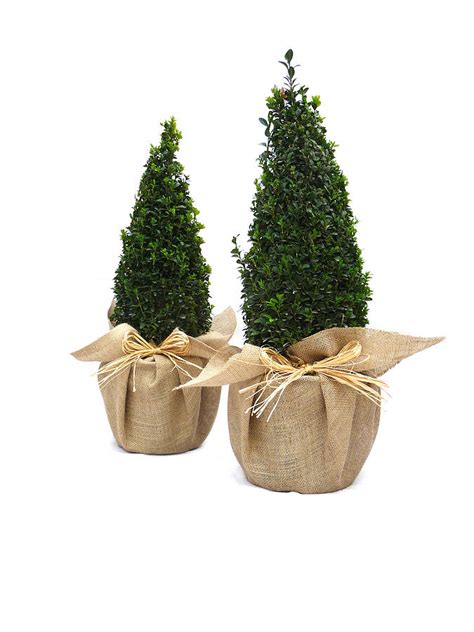 Pair Of Buxus Topiary Shape Pyramids By Giftaplant | notonthehighstreet.com