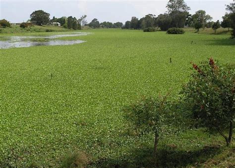 Water Hyacinth Control & Removal | Big Ditch Dam Building Company 1