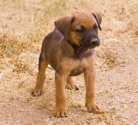 German Shepherd Pitbull Boxer Mix Puppies Images & Pictures - Becuo