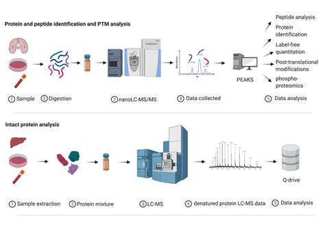 Proteomics | Mass Spectrometry Research Facility